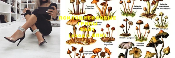 прущие грибы Новокубанск